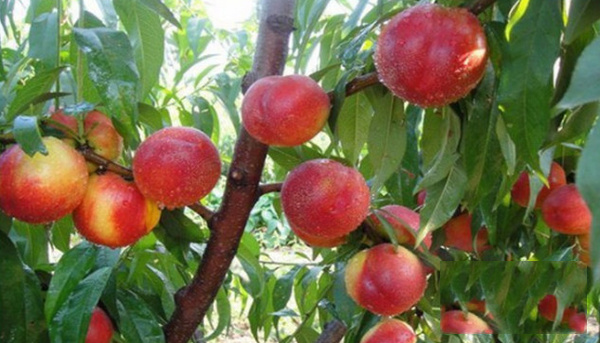 国内十大最好的油桃品种-油桃品种排行榜