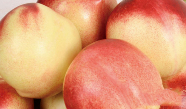 国内十大最好的油桃品种-油桃品种排行榜