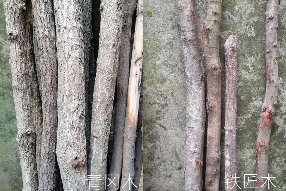 青冈木和铁匠木的区别