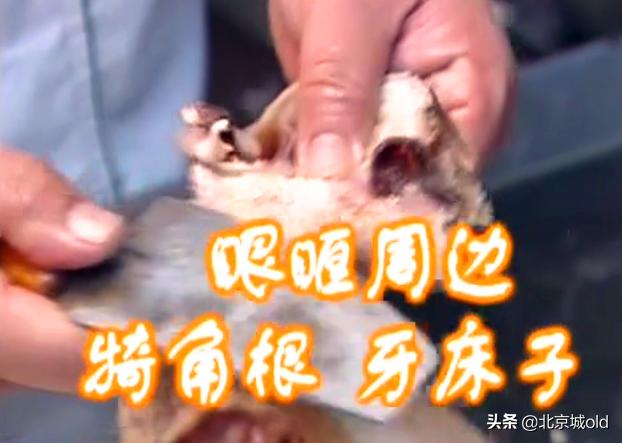白水羊头肉的正宗做法（正宗老北京白水羊头的制作方法）(9)