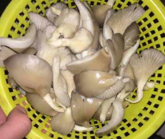 炒蘑菇需要焯水吗（蘑菇是焯水好吃还是直接炒好吃）(4)