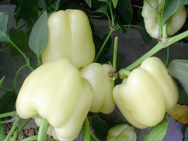 灯笼辣椒的种植方法（灯笼椒育苗时间和方法）(9)