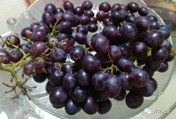 用葡萄怎么酿制葡萄酒（野生葡萄酿酒最简单方法）(3)