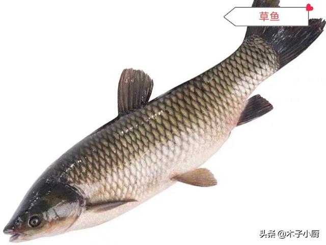 酸菜鱼什么鱼最好（制作酸菜鱼用什么鱼最好）(4)