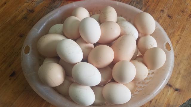 鸡蛋怎么做好吃又简单（鸡蛋好吃简单又营养的做法）(5)