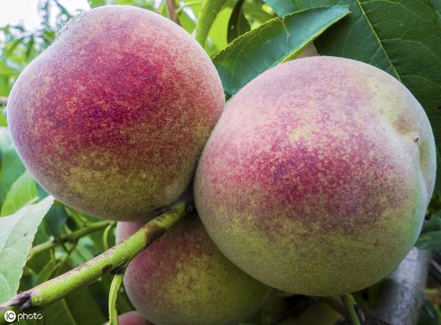 冬天的桃子是什么品种（九月中旬成熟的桃子有哪些好品种）(1)