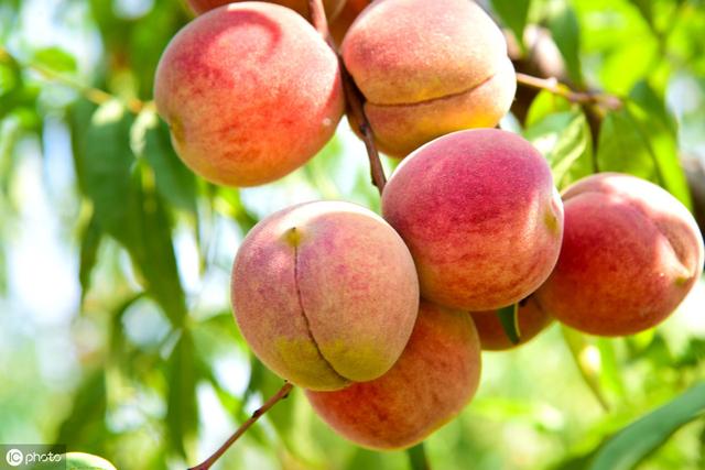 冬天的桃子是什么品种（九月中旬成熟的桃子有哪些好品种）(2)