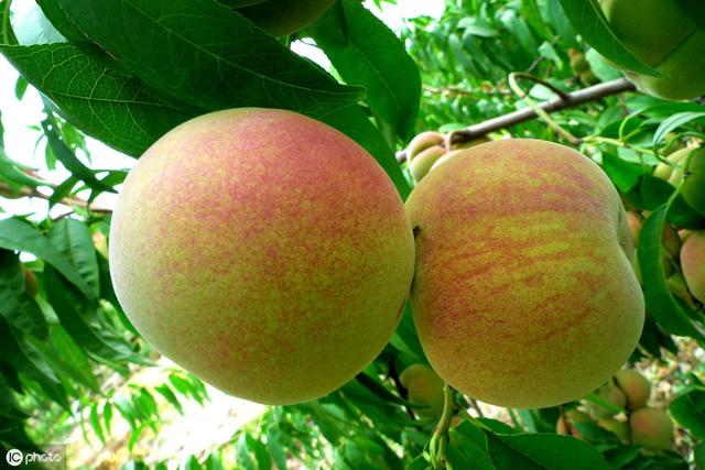 冬天的桃子是什么品种（九月中旬成熟的桃子有哪些好品种）(4)