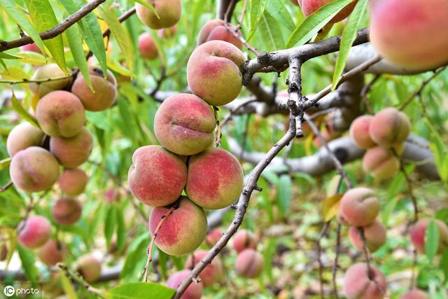 冬天的桃子是什么品种（九月中旬成熟的桃子有哪些好品种）(3)