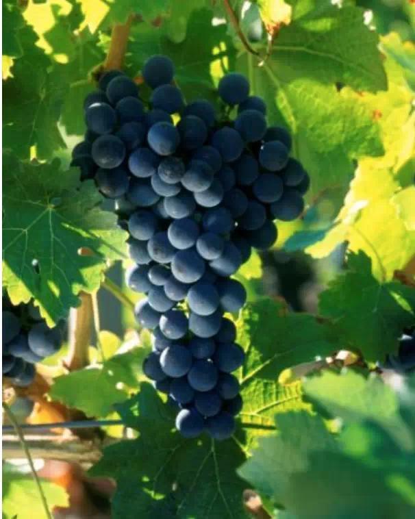 哪些葡萄可以做葡萄酒（哪种葡萄适合做葡萄酒）(3)