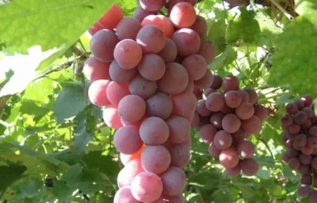 哪些葡萄可以做葡萄酒（哪种葡萄适合做葡萄酒）(5)