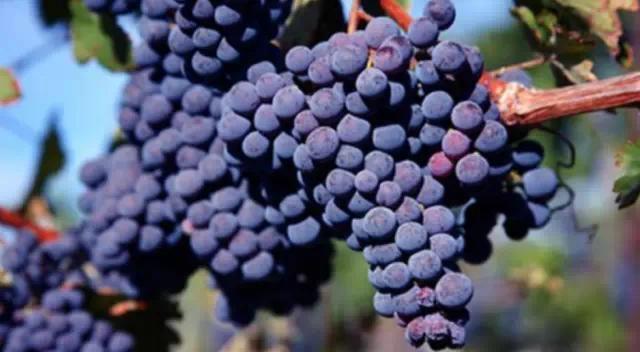 哪些葡萄可以做葡萄酒（哪种葡萄适合做葡萄酒）(4)