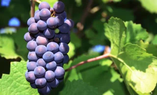 哪些葡萄可以做葡萄酒（哪种葡萄适合做葡萄酒）(7)