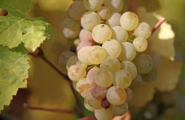 哪些葡萄可以做葡萄酒（哪种葡萄适合做葡萄酒）(9)