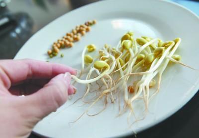 黄豆芽和绿豆芽的制作方法（黄豆芽和绿豆芽哪个营养更高）(3)
