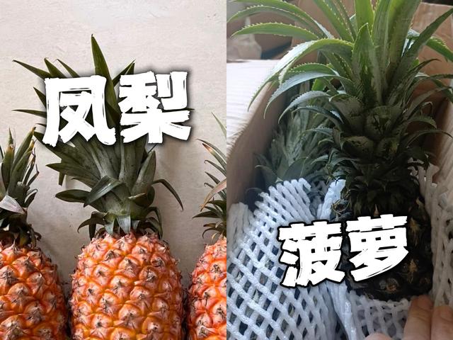 凤梨和菠萝一样吗（菠萝和凤梨的一些区别）(1)